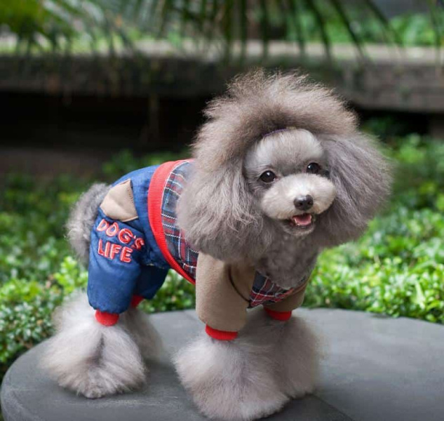 Комбинезон для собак "Модный джинс" 38-40 см