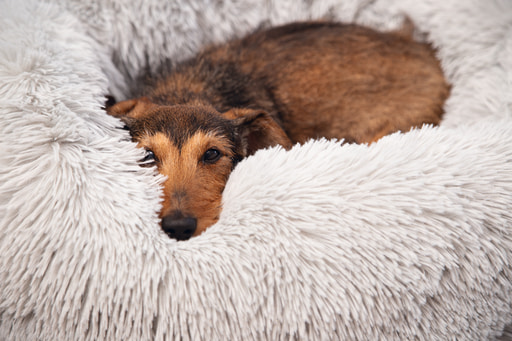 Лежанка ля собак Yali Beeztees (светло-серый)