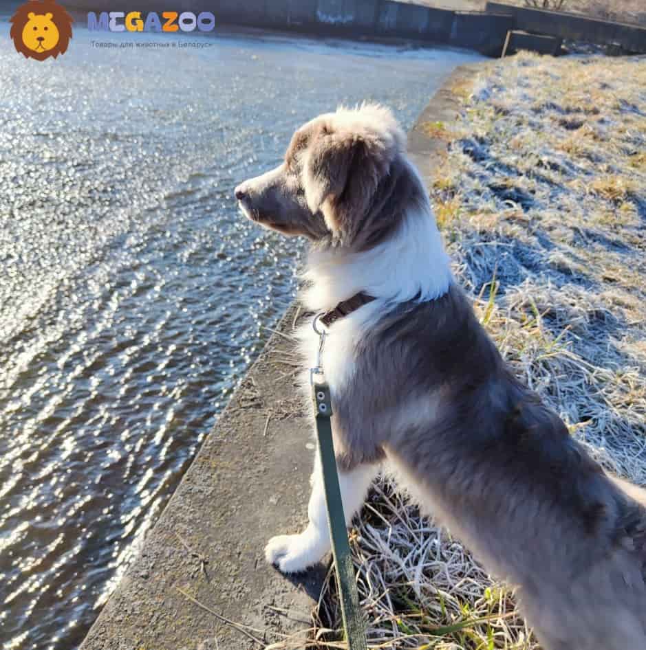 Поводок брезентовый для собак Gamma