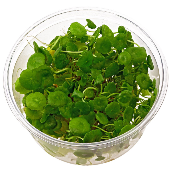 Гидрокотила вертициллата (Hydrocotyle verticillata)