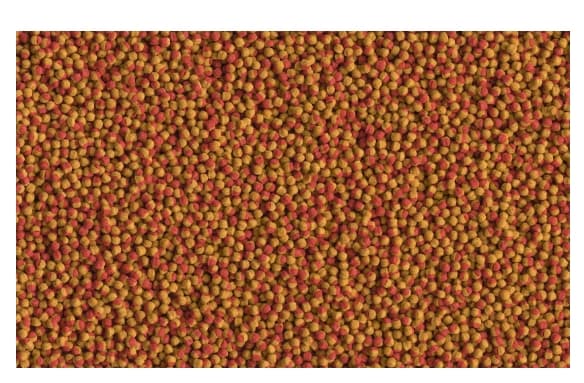 Корм для любых видов цихлид Tetra Cichlid Colour