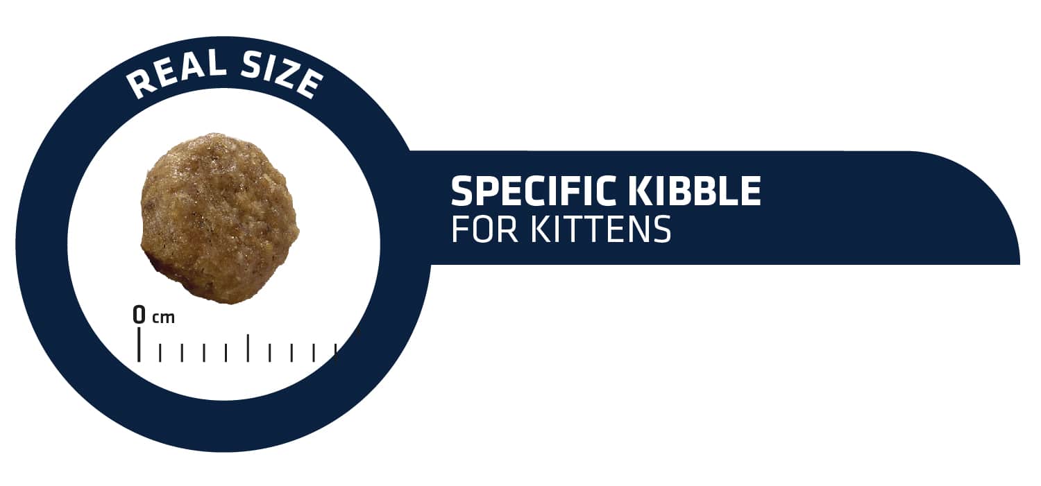 Пища для котят Сухой корм для котят Advance Kitten (2-12 месяцев)