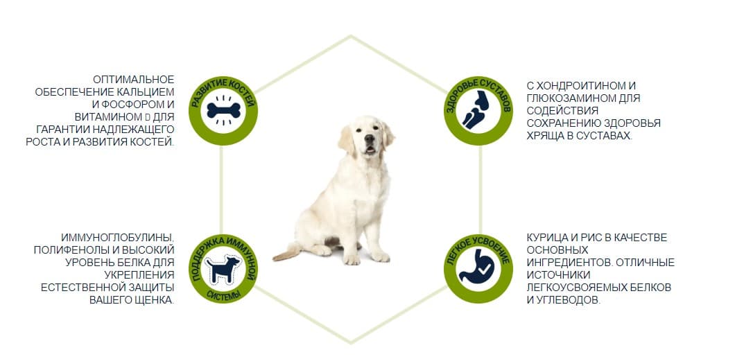 Еда для щенка Сухой корм для собак Advance Dog Junior Maxi (курица)