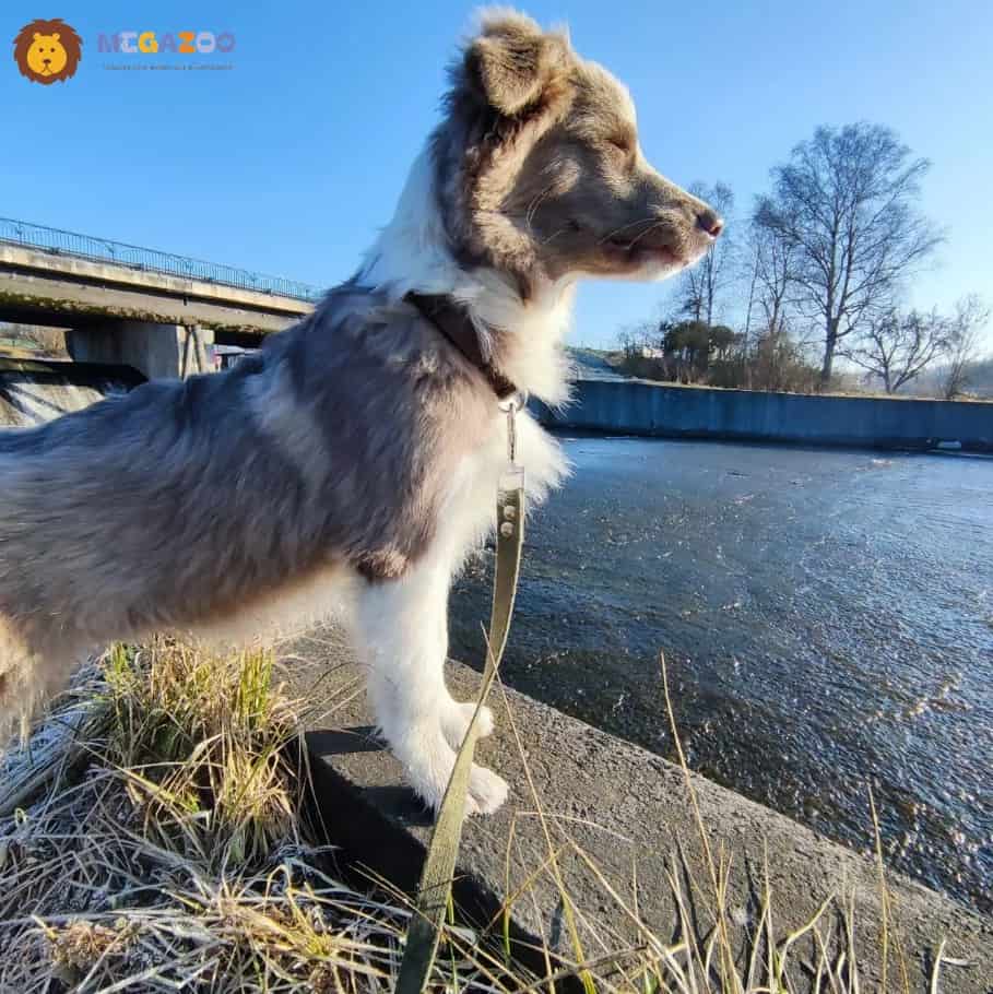 Поводок брезентовый для собак Gamma