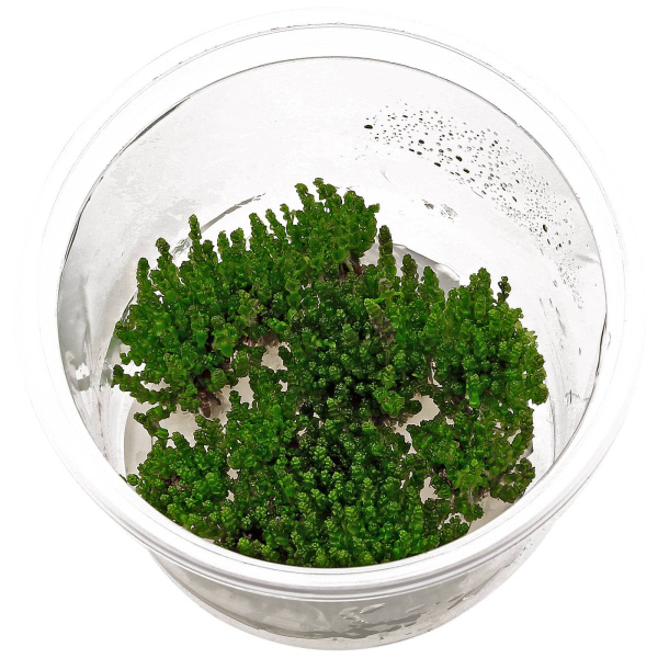 Ротала "Перл" (Rotala sp."Pearl") 6-10 штук