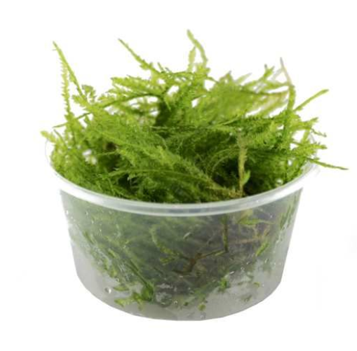 Таксифиллум "Спайки" (Taxiphyllum sp.spiky)