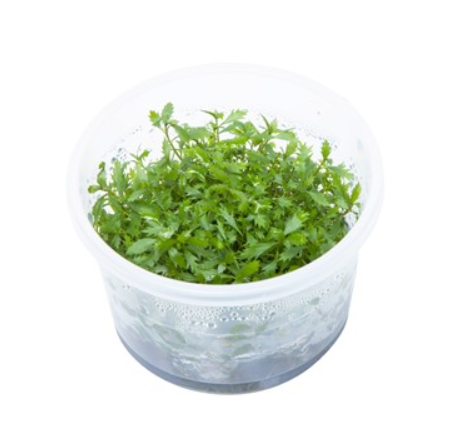 Прозерпинака палюстрис (Proserpinaca palustris)