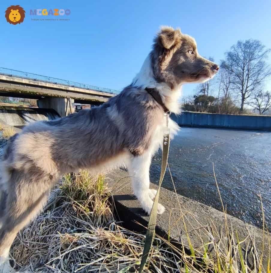 Поводок брезентовый для собак Gamma