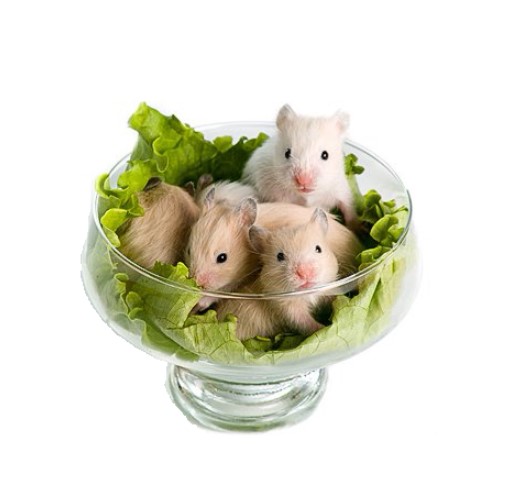 Наполнитель в клетку для хомяка. Какой лучше?