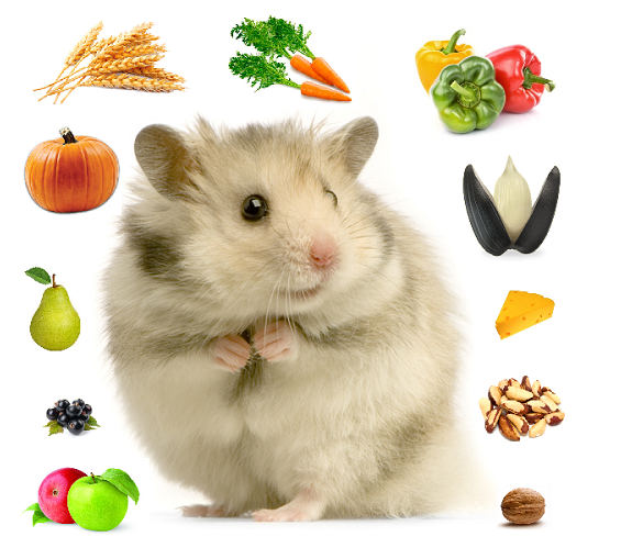 Рацион хомяка. Какой корм и лакомство лучше?