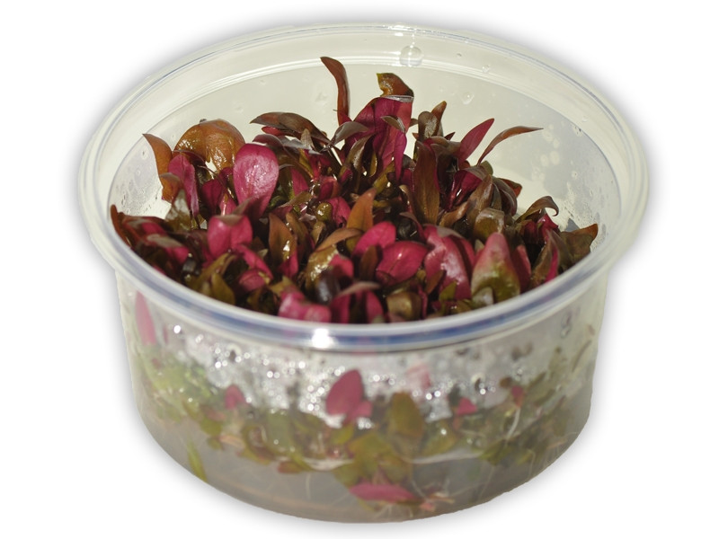 Альтернантера Рейнеке (Alternanthera Reineckii "Mini") 6-10 штук