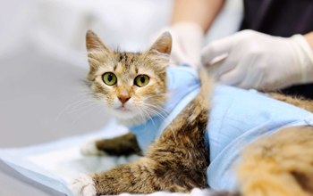 Как ухаживать и чем кормить кошку после стерилизации в первые дни?