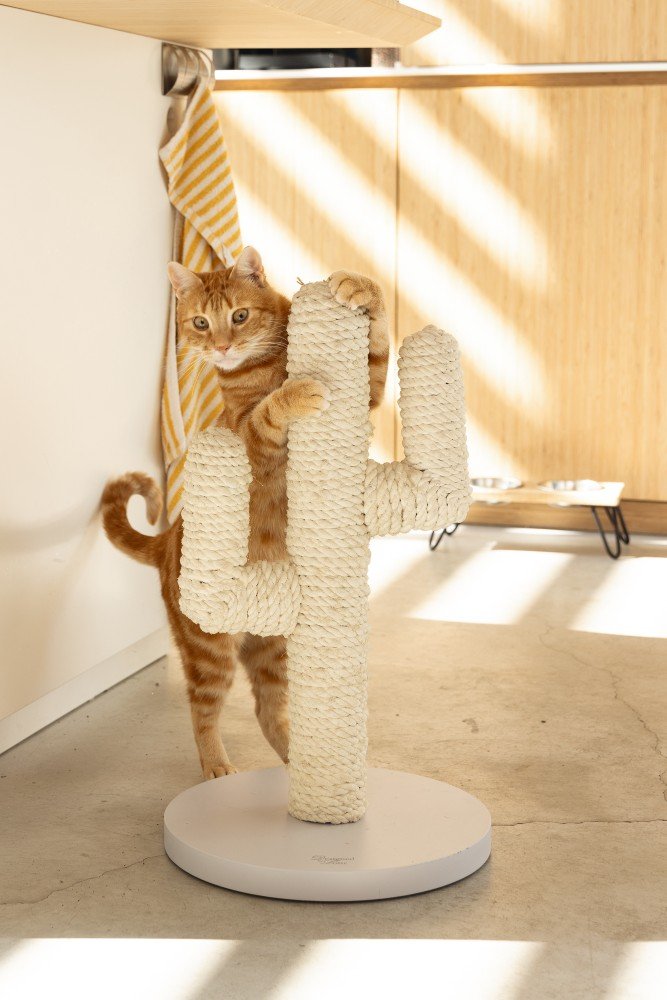 Когтеточка CACTUS DESIGNED BY LOTTE