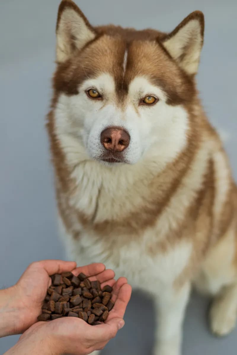 Еда для щенков Platinum Puppy (курица)