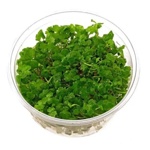 Гидрокотила трипартита (Hydrocotyle tripartita)