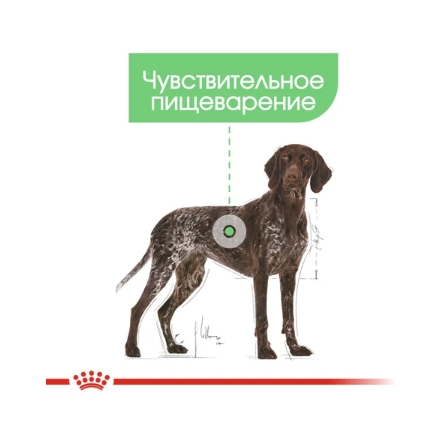 Еда для собак Сухой корм для собак Royal Canin Maxi Digestive Care