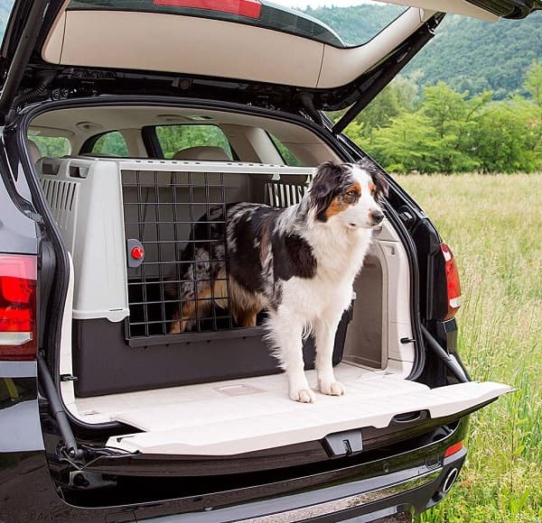 Товары для путешествия с собакой