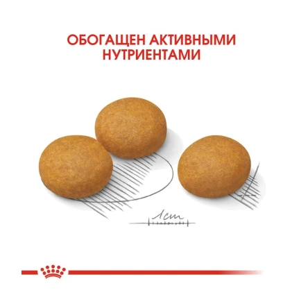 Еда для собак Сухой корм для собак Royal Canin Maxi Dermacomfort