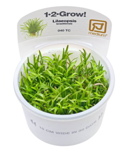 Лилаеопсис бразилиенсис (Lilaeopsis brasiliensis) 6-10 штук