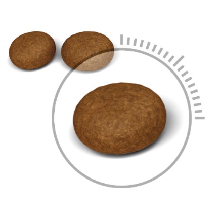 Сухой корм для кошек Royal Canin Hair & Skin Care полнорационный корм для взрослых кошек - Рекомендуется для поддержания здоровья кожи и шерсти