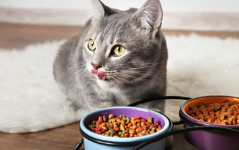 Как выбрать корм для кошек с проблемами пищеварения?