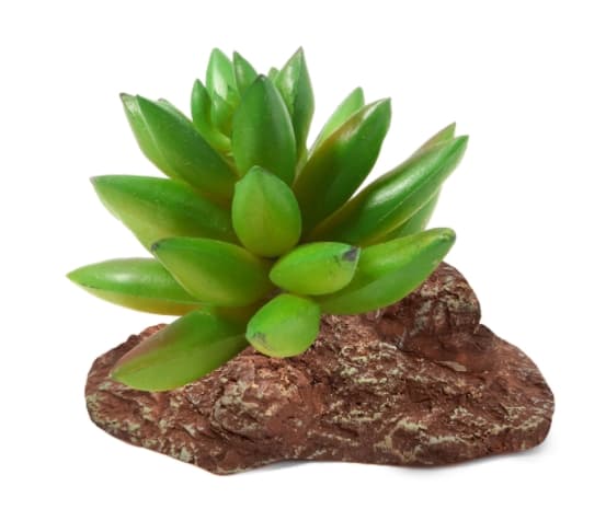 Растение "Толстянка" 95*70*90 мм Laguna (84044002)