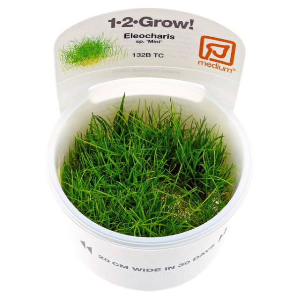 Элеохарис "Мини" (Eleocharis sp."Mini") 6-10 штук