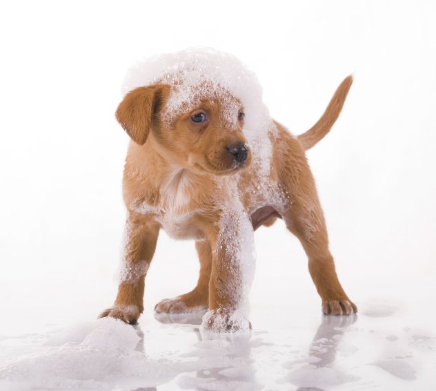 Статья в блоге о сухом шампуне для собак