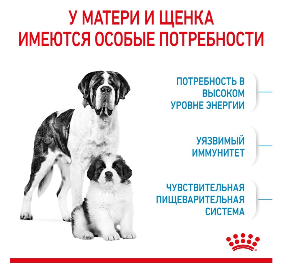 Еда для щенков Сухой корм для щенков Royal Canin Giant Starter