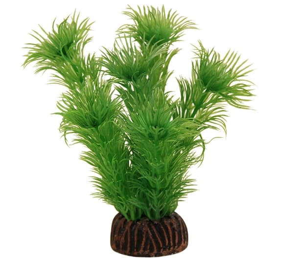 Растение Laguna Амбулия (зеленая)