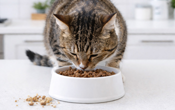 Какой корм выбрать для кошек при мочекаменной болезни?