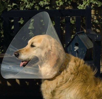 Beeztees Послеоперационный воротник