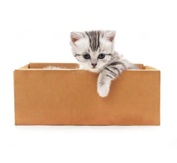 Запись в блоге о Первых покупках для котенка