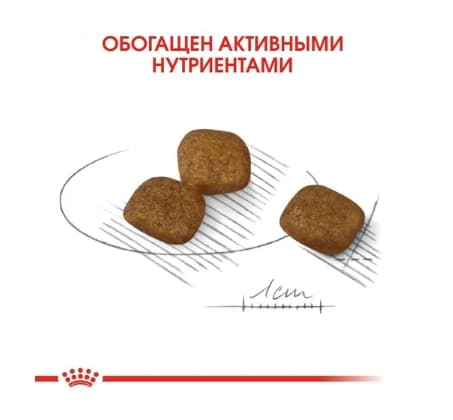 Еда для собак Сухой корм для собак Royal Canin Mini Coat Care