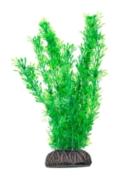 Растение "Лигодиум" зеленый Laguna