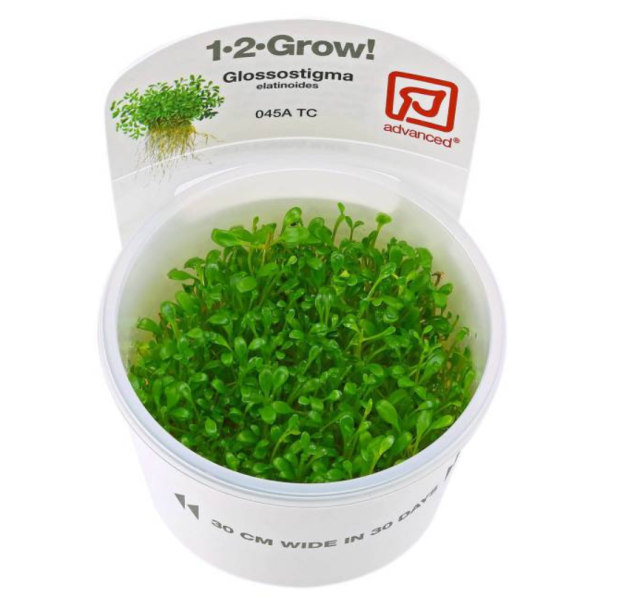 Глоссостигма элатиноидес (Glossostigma elatinoides) 6-10 штук