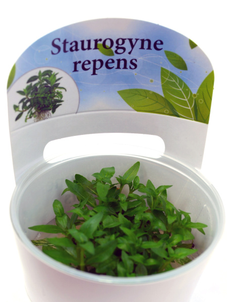 Стаурогин Репенс (Staurogyne Repens)