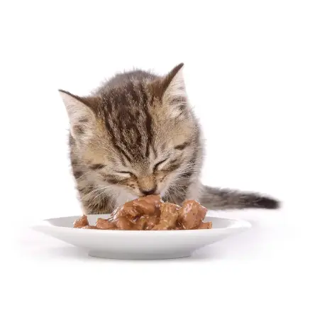 Корм для кошек. Как правильно кормить кошку?