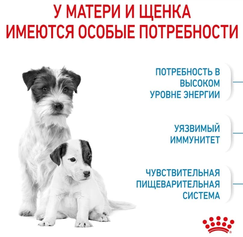 Еда для щенков Сухой корм для щенков Royal Canin Mini Starter