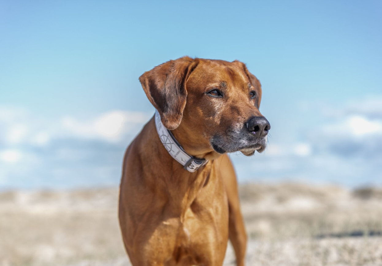 Ошейник для собак TRIXIE BE NORDIC (серый)