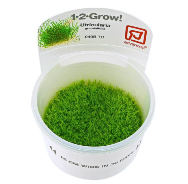 Утрикулярия Граминифолия (Utricularia Graminifolia) 6-10 штук