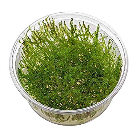 Лептодиктиум рипариум «Стринги» (Leptodictyum riparium "Stringy")