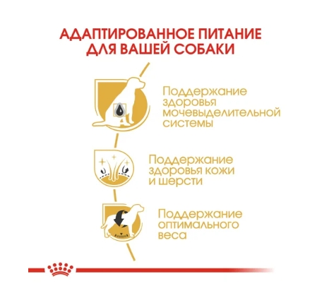 Еда для собак Сухой корм для собак Royal Canin Bichon Frise Adult
