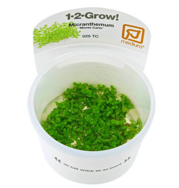 Микрантемум "Монте Карло" (Micranthemum sp. "Monte Carlo") 6-10 штук