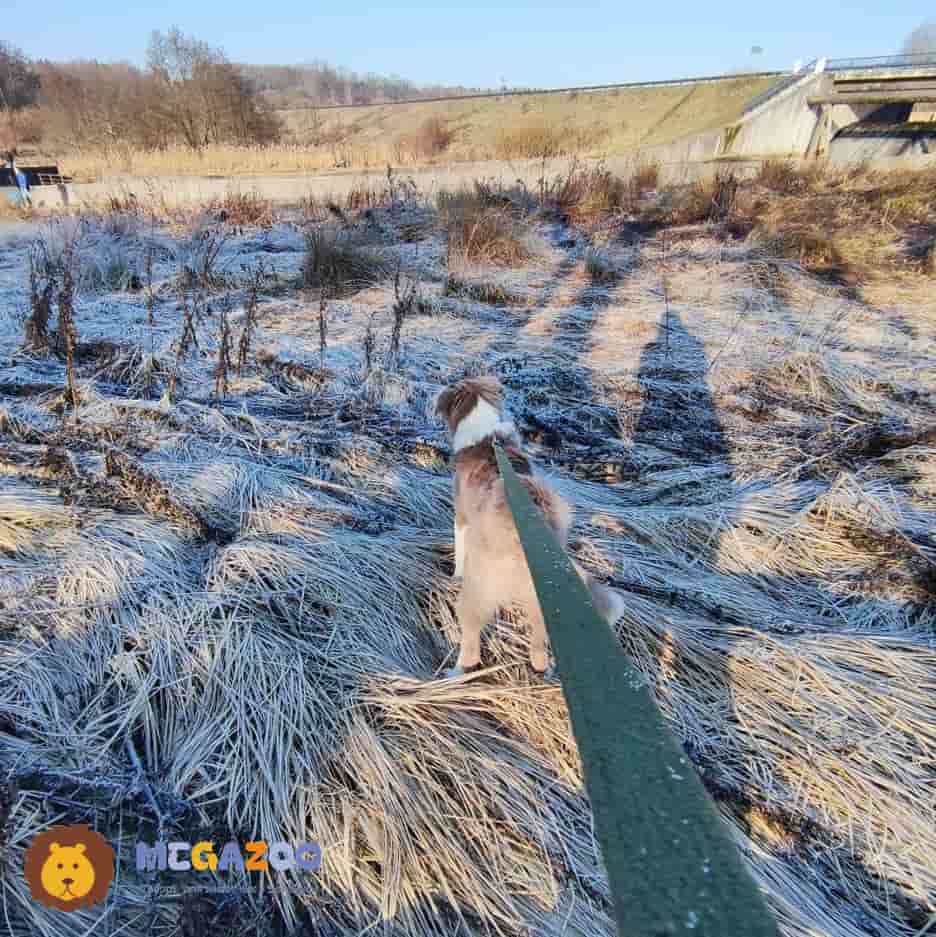 Поводок брезентовый для собак Gamma