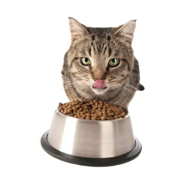 Как перевести кота на сухой корм: нюансы кормления и советы по рациону