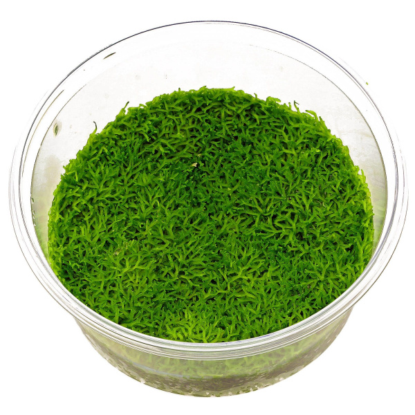 Риччия флуитанс  (Riccia fluitans)