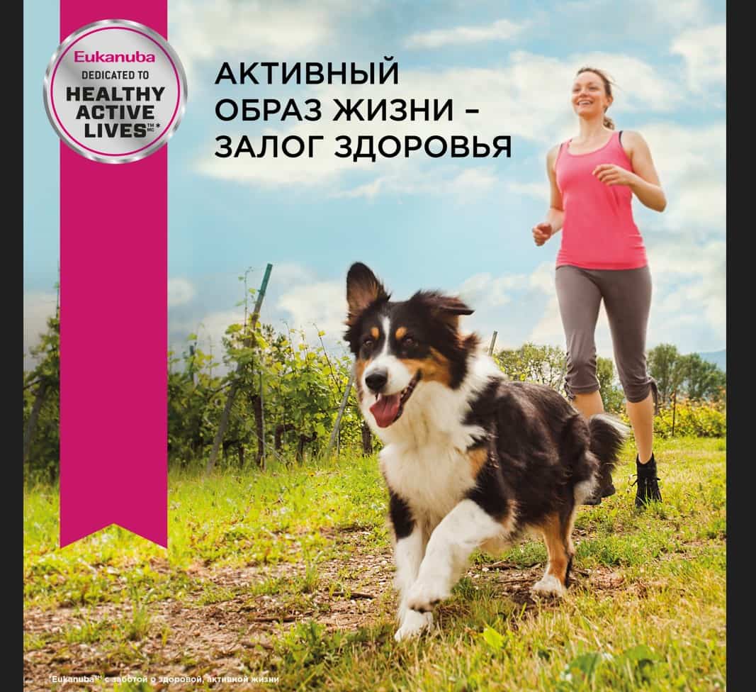 Питание для мелких собак Сухой корм для собак Eukanuba Adult Toy Breed (птица)