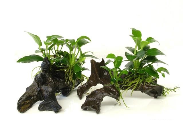 Анубиас Бартера "Петит" (Anubias barteri "Petite")