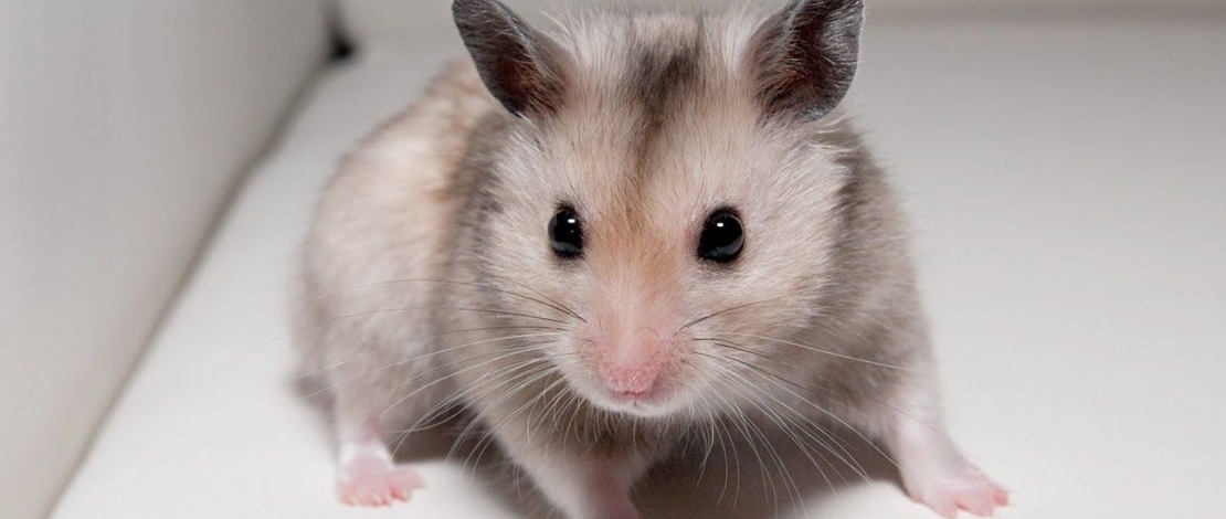 Какого хомяка лучше купить ребенку?